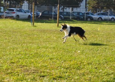 Cours d’Obeissance chien Gland