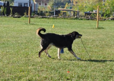 Cours d’Obeissance chien Nyon