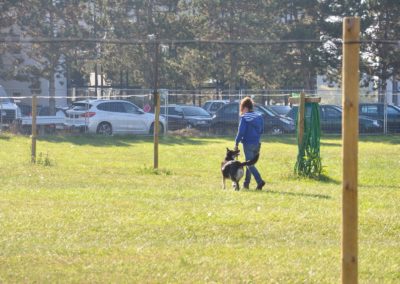 Cours d’Obeissance chien Rolle