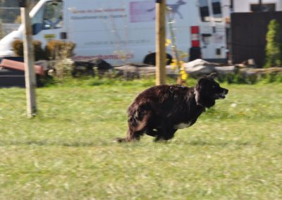 Cours d’Obeissance de chien Coppet