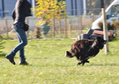 Cours d’Obeissance de chien Morges