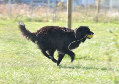 Cours d’Obeissance de chien Nyon