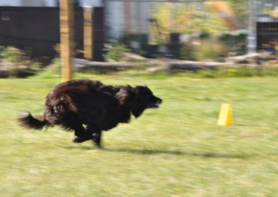 Cours d’Obeissance pour chien Nyon