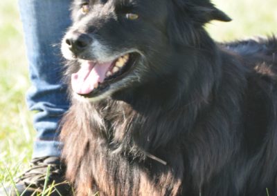 Cours d’Obeissance pour chien Rolle