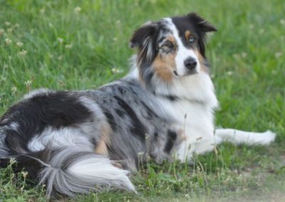 Dressage de Chien Coppet