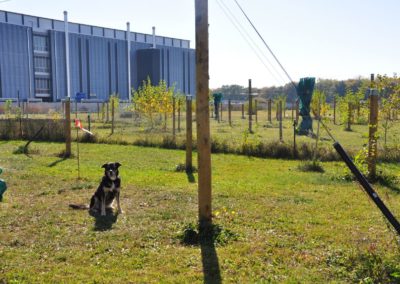 Dressage de Chien Morges