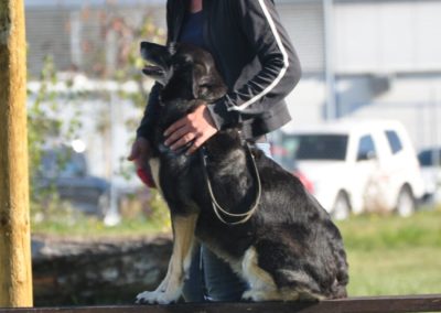 Dressage pour Chien Coppet