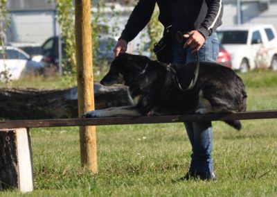 Dressage pour Chien Morges