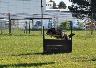 Dressage pour Chien Nyon