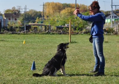 Dressage pour Chien Rolle