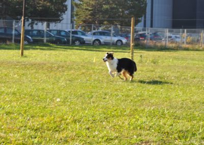 Education Chien Coppet