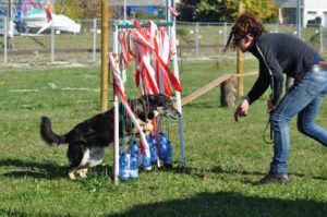 Education pour Chien Gland