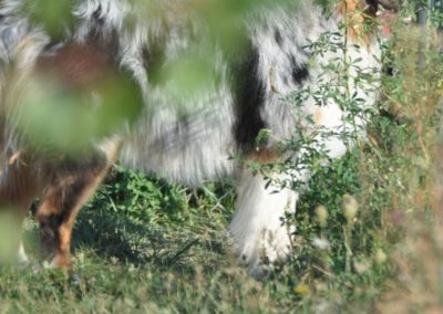 Education pour les Chiens Coppet