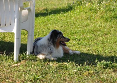 Education pour les Chiens Morges