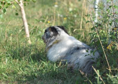 Garderie Chien Nyon