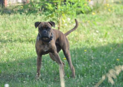 Garderie de Chien Coppet