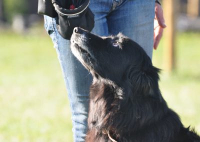 Garderie de Chien Gland