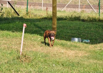 Garderie de Chien Rolle