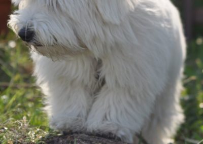 Garderie pour Chien ROlle