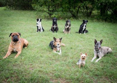 Garderie pour canin Morges