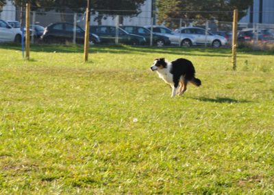 Garderie pour canin Rolle