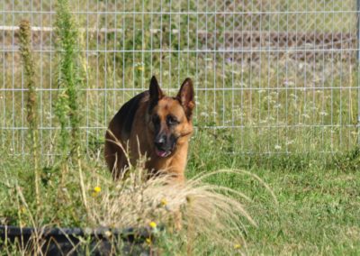 Garderie pour les Chiens Gland