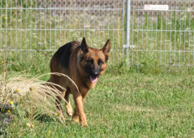 Garderie pour les Chiens Rolle