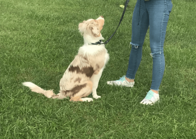 Obéissance des chiens, éducation canine