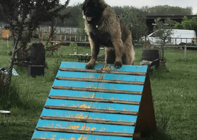 Obéissance des chiens, éducation canine