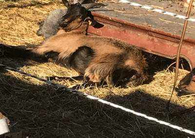 Socialisation inter-espèce et éco–pâture