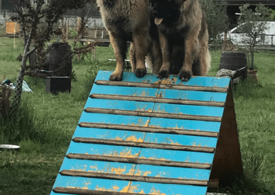 Obéissance des chiens, éducation canine