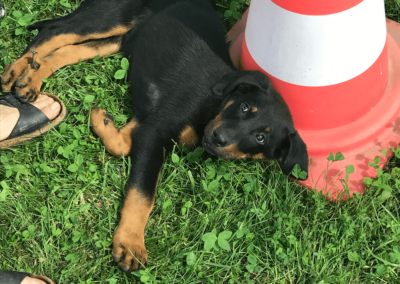 Obéissance des chiens, éducation canine