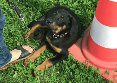 Obéissance des chiens, éducation canine