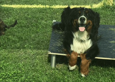 Obéissance des chiens, éducation canine