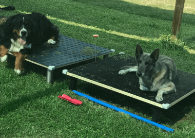 Obéissance des chiens, éducation canine