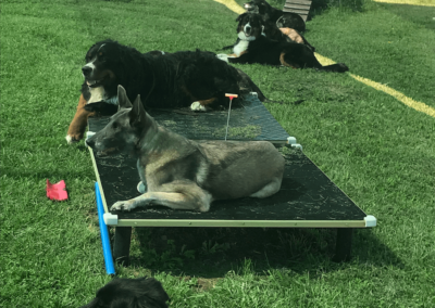 Obéissance des chiens, éducation canine